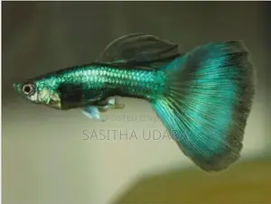 Green Moscow Guppy