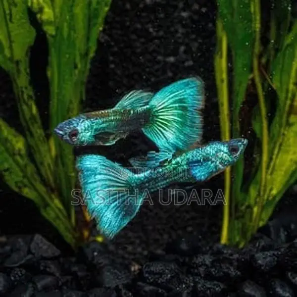 Green Moscow Guppy