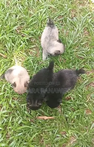 Pomeranian Puppies