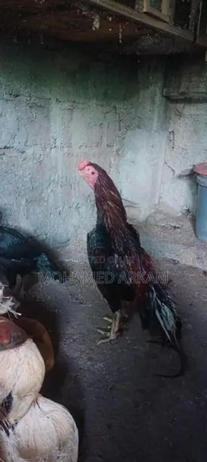 Parrot Beak Rooster