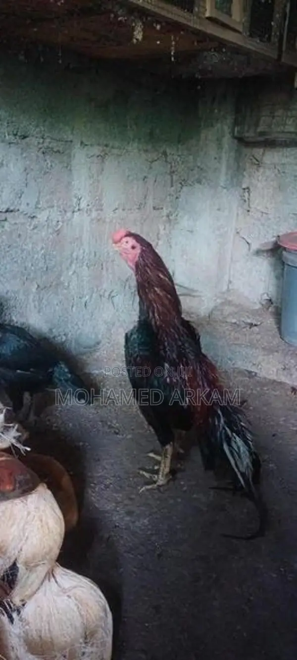 Parrot Beak Rooster