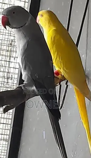 Ringneck Birds