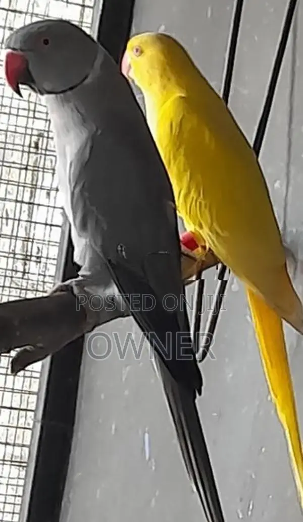 Ringneck Birds