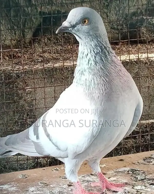 Pigeon