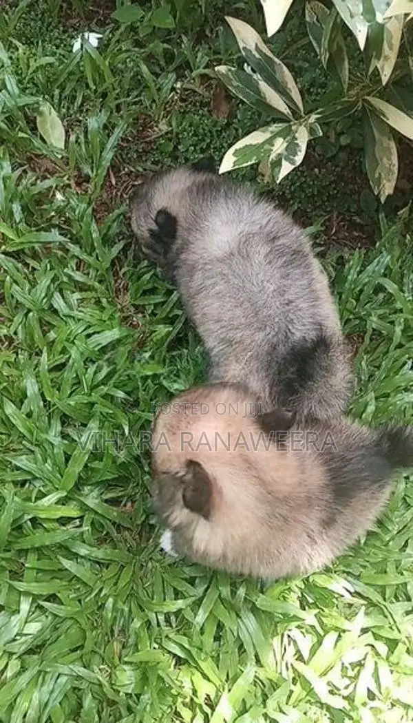 Pomeranian Puppies