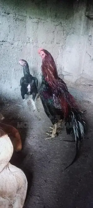 Parrot Beak Rooster