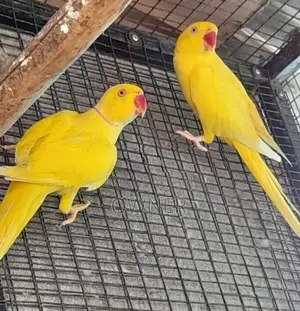 Ringneck Birds