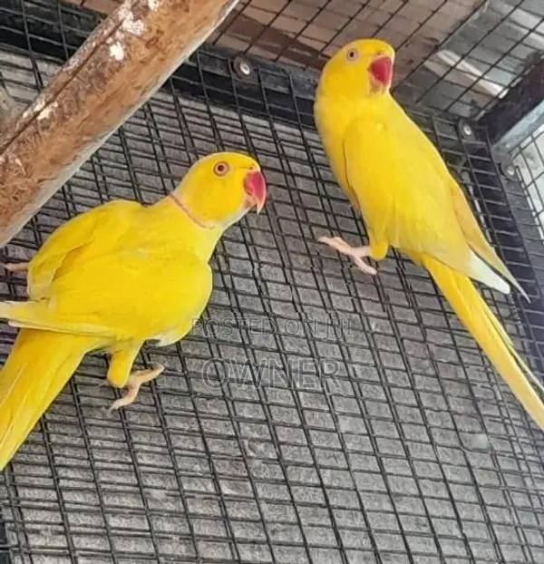 Ringneck Birds