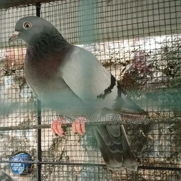 Pigeon