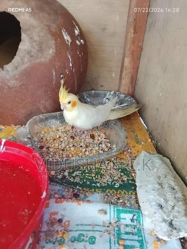 Cockatiel Bird