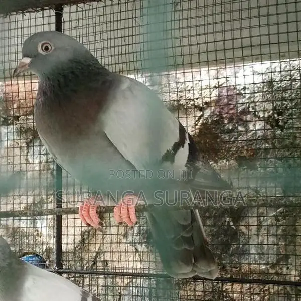 Pigeon