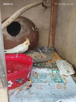 Cockatiel Bird