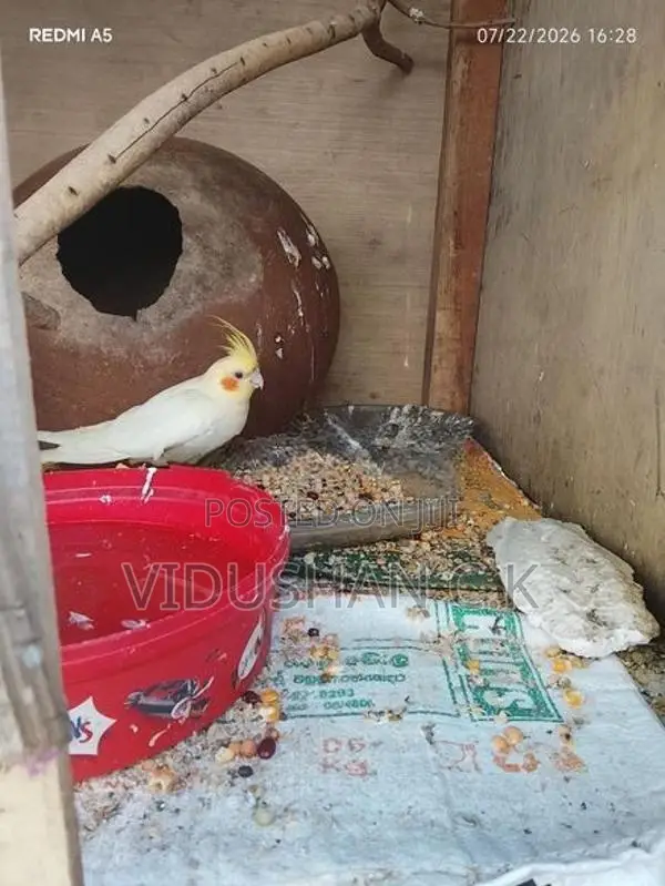 Cockatiel Bird