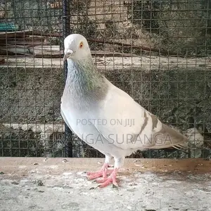 Pigeon