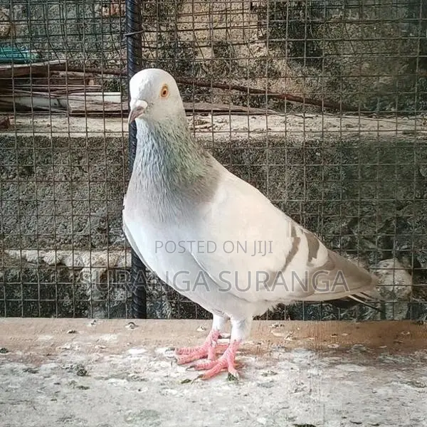 Pigeon