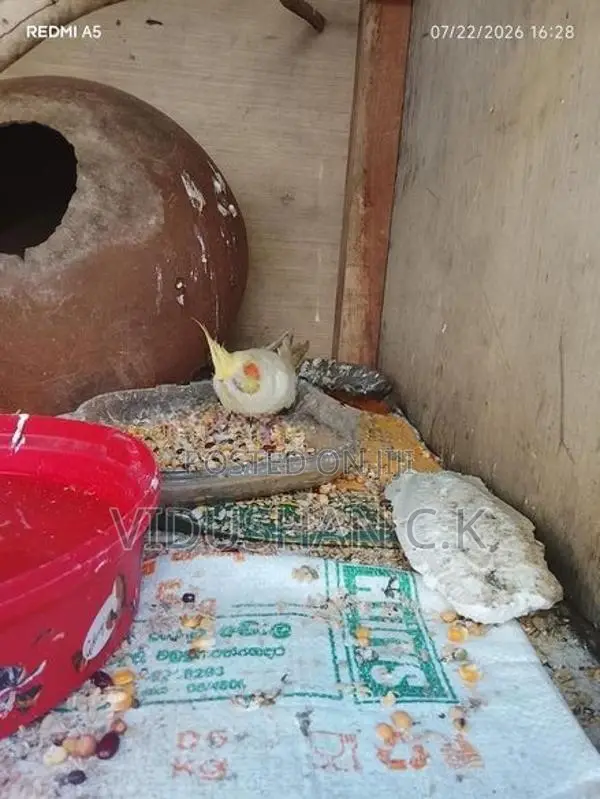 Cockatiel Bird