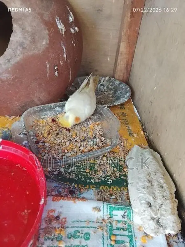 Cockatiel Bird
