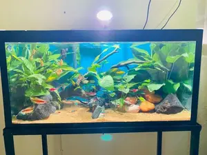 Planted Tank (full Setup)