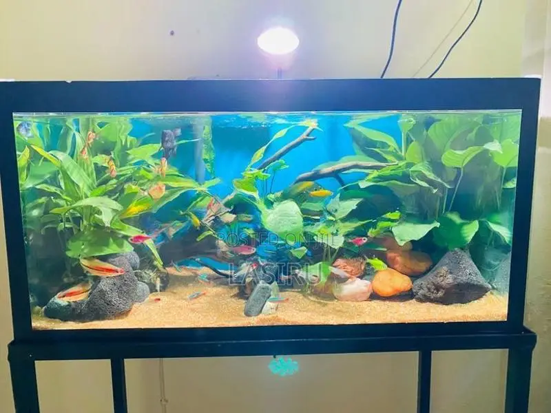 Planted Tank (full Setup)
