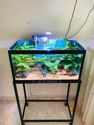 Planted Tank (full Setup)
