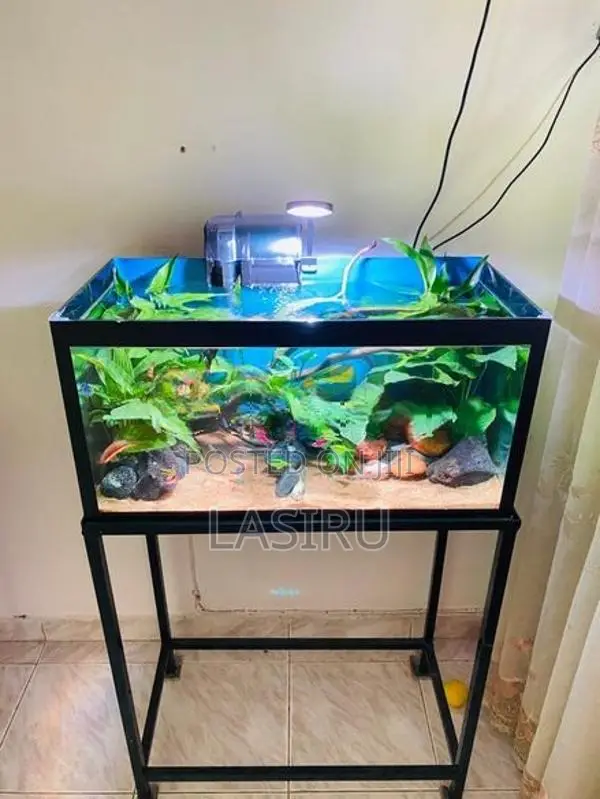 Planted Tank (full Setup)