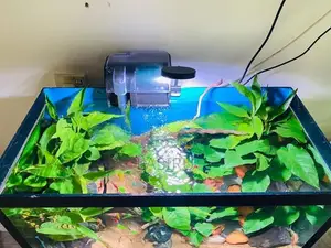 Planted Tank (full Setup)