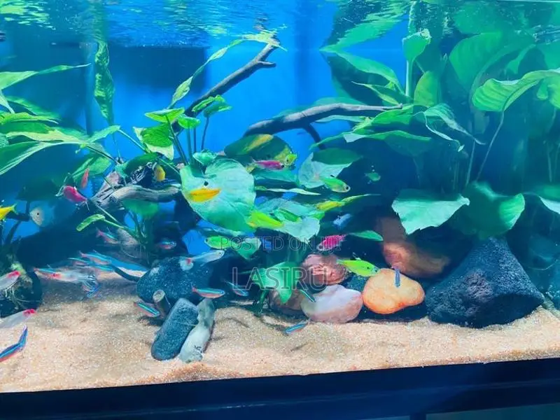 Planted Tank (full Setup)