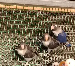 African Love Birds