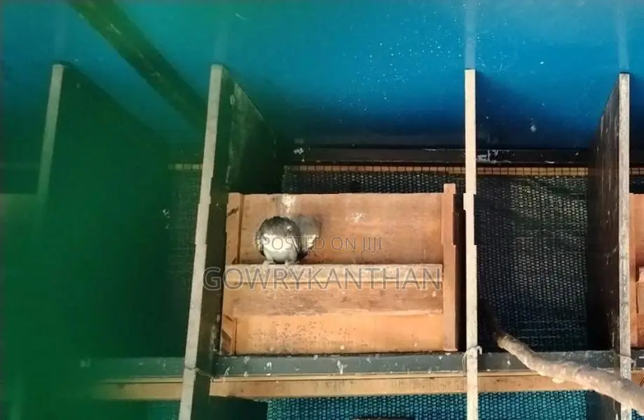 African Love Birds