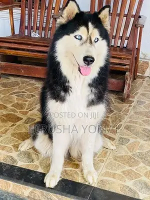 Siberian Husky Female