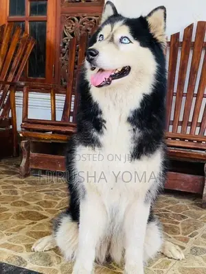Siberian Husky Female