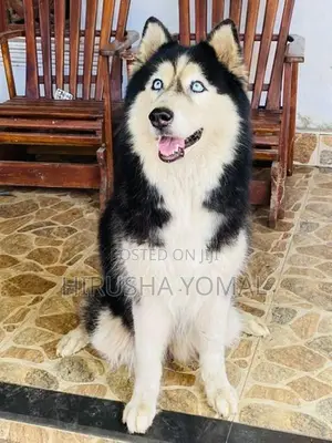 Siberian Husky Female
