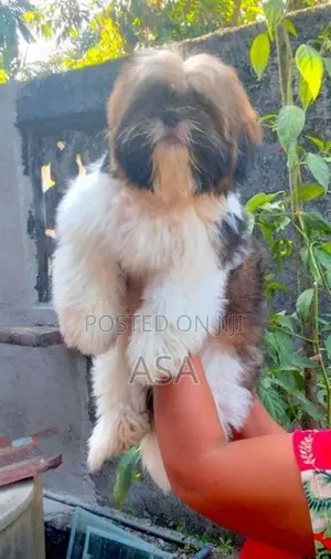 Shih Tzu Puppies