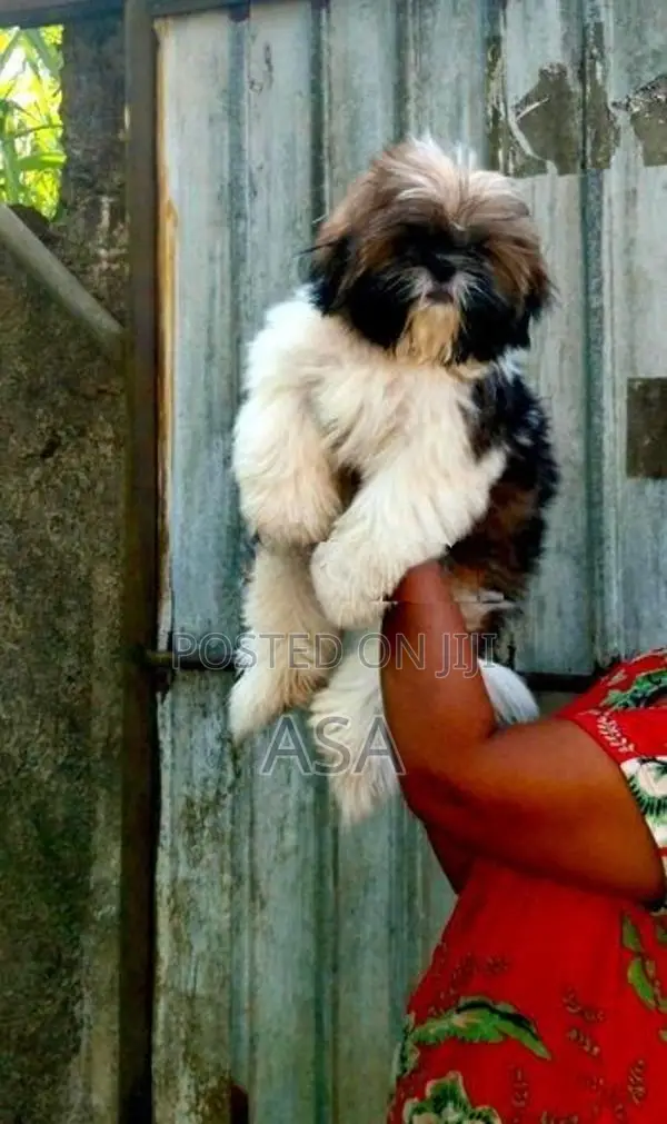 Shih Tzu Puppies
