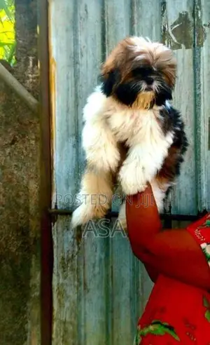 Shih Tzu Puppies