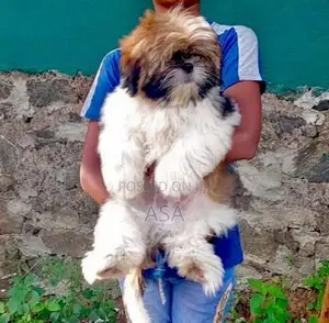 Shih Tzu Puppies