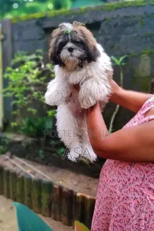 Shih Tzu Puppies