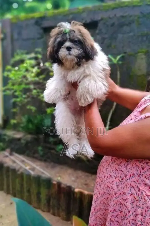 Shih Tzu Puppies