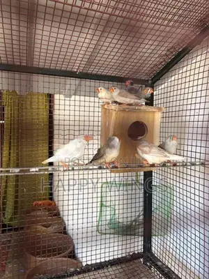 Finches Birds