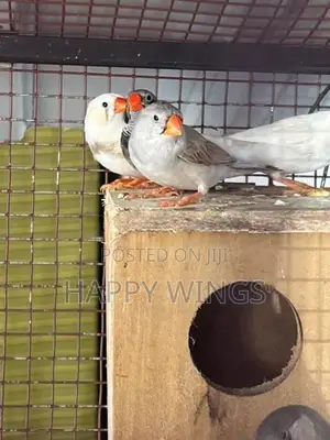 Finches Birds