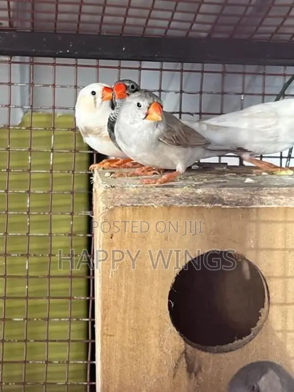 Finches Birds