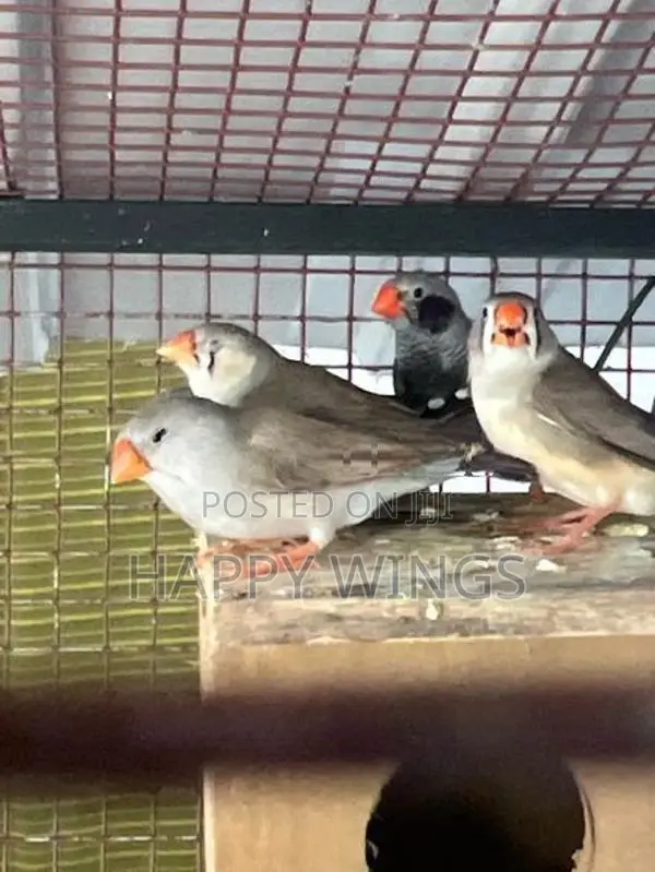Finches Birds