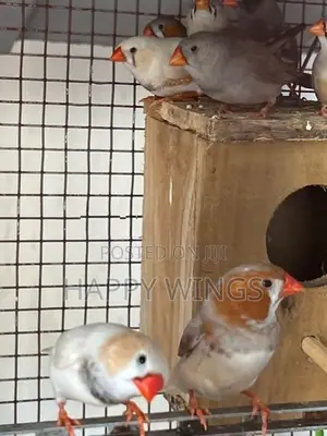 Finches Birds