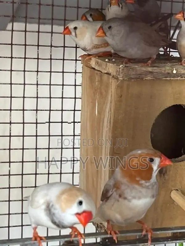Finches Birds