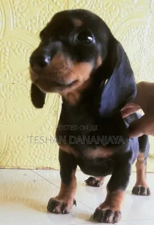Dashshund Puppies