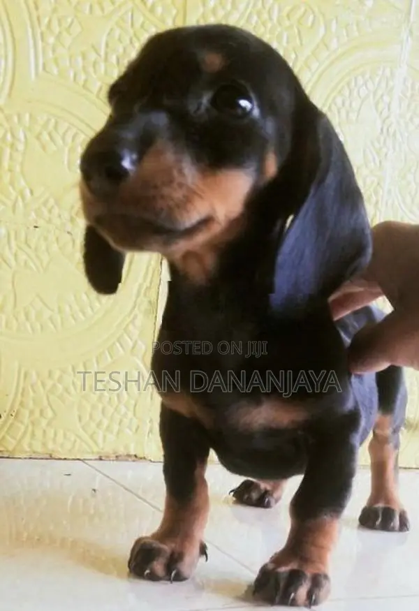 Dashshund Puppies