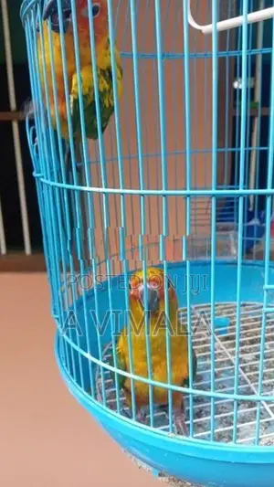 Sun Conure Hand Feeding Chick