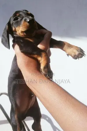Dashshund Puppies