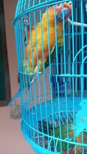 Sun Conure Hand Feeding Chick