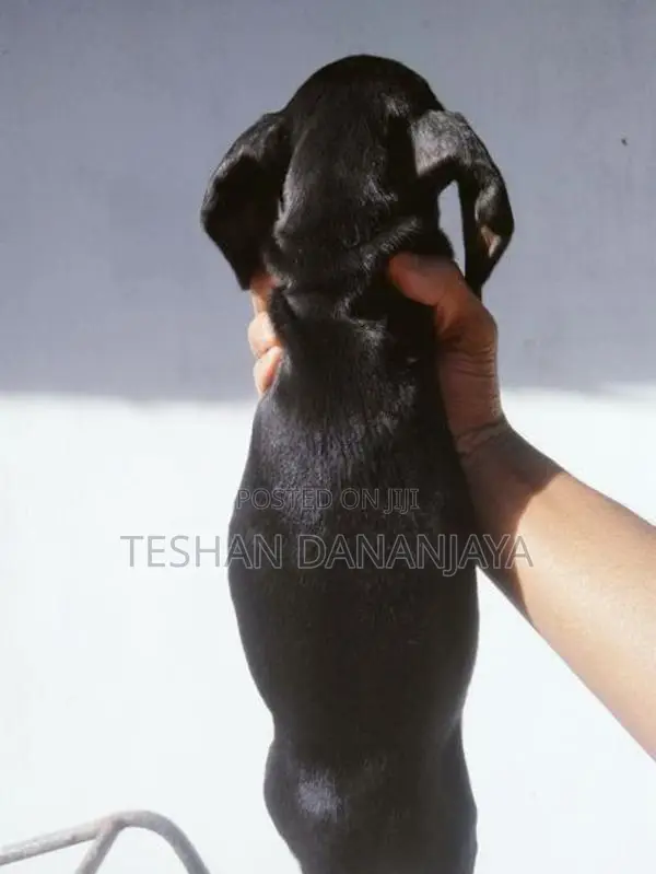 Dashshund Puppies